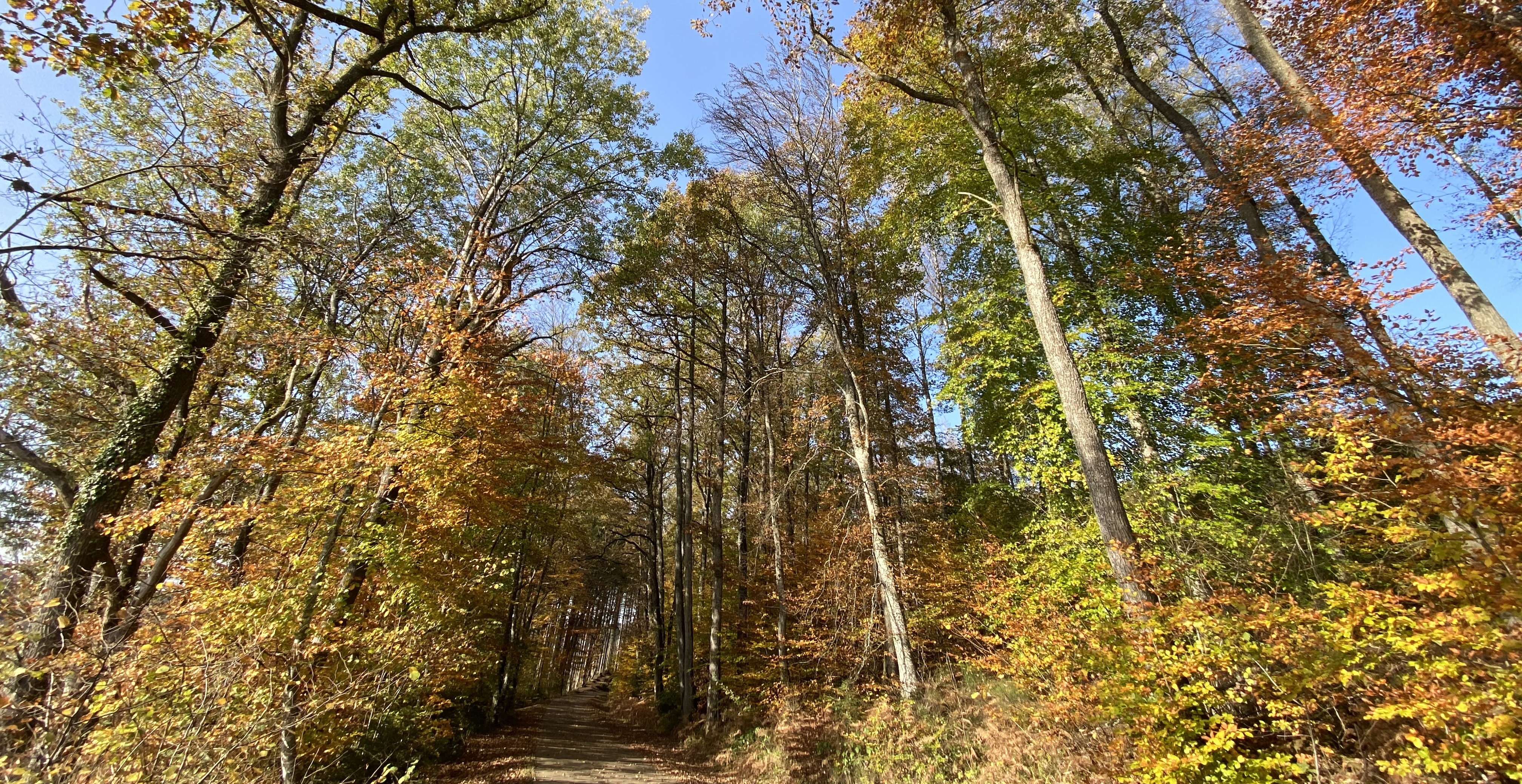 INTERMEDE automne